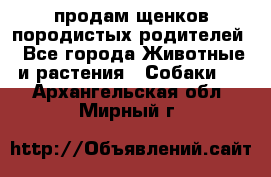 продам щенков породистых родителей - Все города Животные и растения » Собаки   . Архангельская обл.,Мирный г.